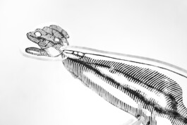 Kathrin Heyer Beckum Warendorf Kunst Kunstverein Collage Druckgraphik Installation Malerei Illustration Rhizom